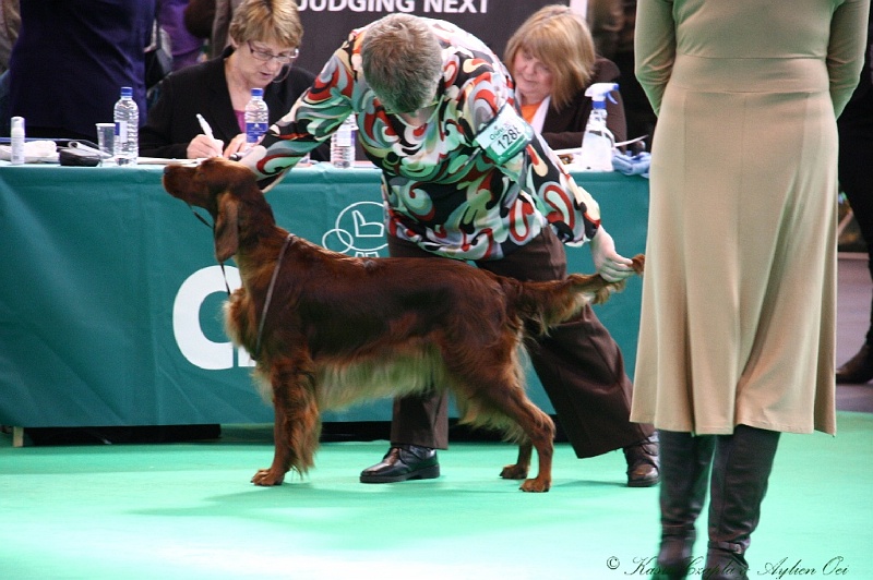 Crufts2011 509.jpg